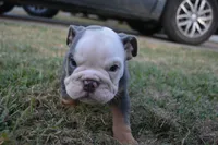 Scar, a male English Bulldog for sale in Denton, TX – 10 of 10