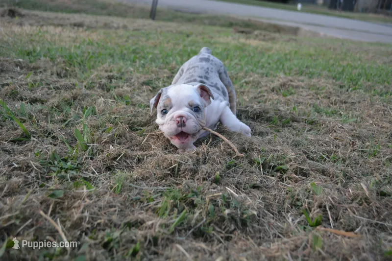 Butterfly  – English Bulldog puppy for sale in Denton, TX