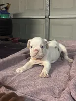 Skye, a female English Bulldog for sale in Denton, TX – 9 of 10
