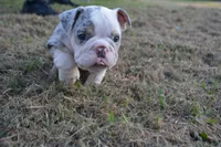 Butterfly , a female English Bulldog for sale in Denton, TX – 4 of 10