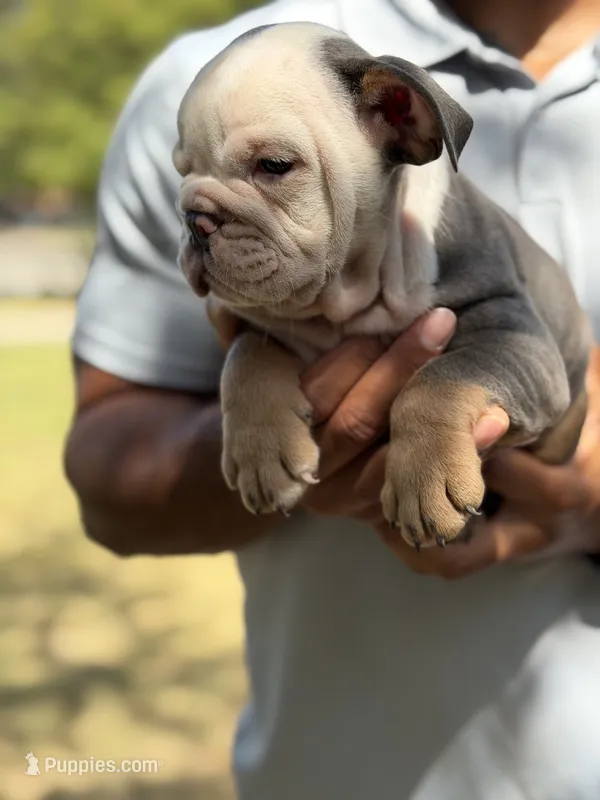 Scar – English Bulldog puppy for sale in Denton, TX