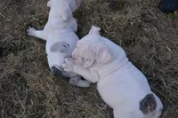 Skye, a female English Bulldog for sale in Denton, TX – 8 of 10