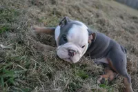 Scar, a male English Bulldog for sale in Denton, TX – 5 of 10