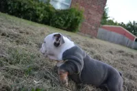 Scar, a male English Bulldog for sale in Denton, TX – 2 of 10