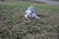 Butterfly , a female English Bulldog for sale in Denton, TX – 6 of 10