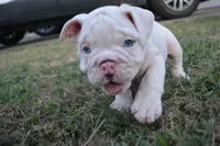 Ghost, a male English Bulldog for sale in Denton, TX – 4 of 10