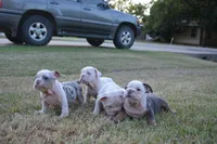 Skye, a female English Bulldog for sale in Denton, TX – 5 of 10