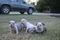 Butterfly , a female English Bulldog for sale in Denton, TX – 2 of 10