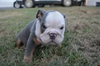 Scar, a male English Bulldog for sale in Denton, TX – 3 of 10