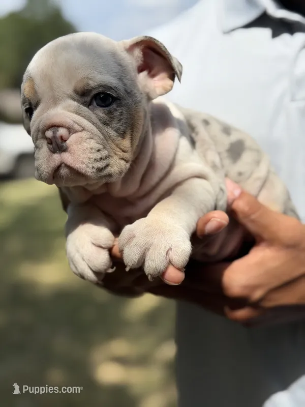 Butterfly  – English Bulldog puppy for sale in Denton, TX