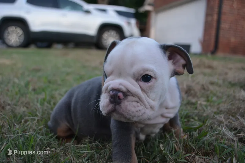 Scar – English Bulldog puppy for sale in Denton, TX