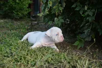 Skye, a female English Bulldog for sale in Denton, TX – 2 of 10