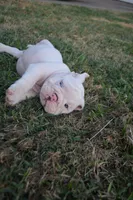 Ghost, a male English Bulldog for sale in Denton, TX – 3 of 10