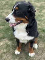 Duke, a male Bernese Mountain Dog for sale in West Des Moines, IA – 3 of 8
