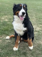 Duke, a male Bernese Mountain Dog for sale in West Des Moines, IA – 5 of 8
