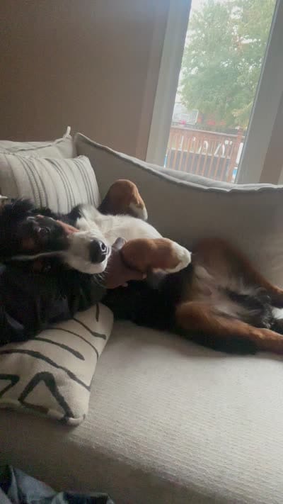 Duke, a male Bernese Mountain Dog for sale in West Des Moines, IA – 6 of 8