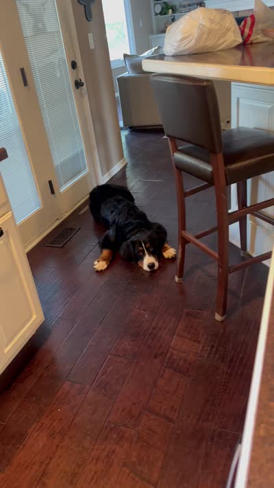 Duke, a male Bernese Mountain Dog for sale in West Des Moines, IA – 7 of 8