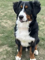 Duke, a male Bernese Mountain Dog for sale in West Des Moines, IA – 1 of 8