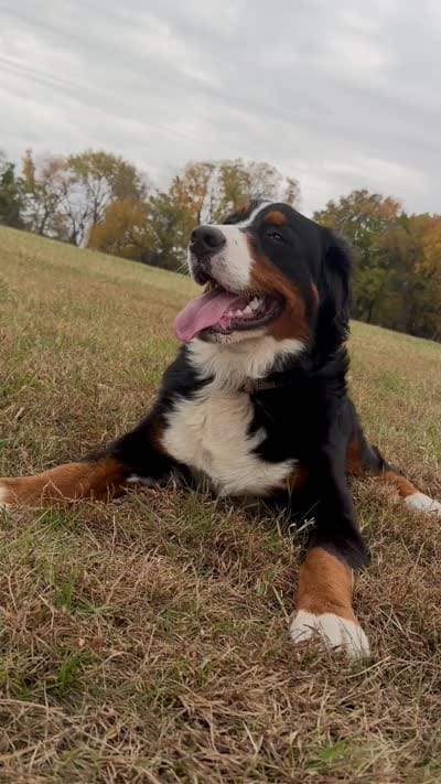 Duke, a male Bernese Mountain Dog for sale in West Des Moines, IA – 8 of 8