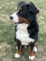 Duke, a male Bernese Mountain Dog for sale in West Des Moines, IA – 4 of 8