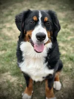 Duke, a male Bernese Mountain Dog for sale in West Des Moines, IA – 2 of 8