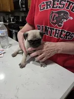 Freddie , a male Pug for sale in Creston, IA – 4 of 4