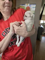 Peanut, a female Pug for sale in Creston, IA – 3 of 4