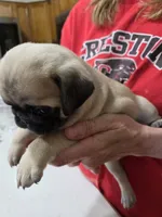 Ed, a male Pug for sale in Creston, IA – 3 of 3