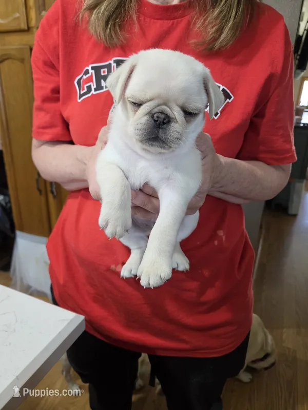 Big ben – Pug puppy for sale in Creston, IA