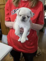 Big ben, a male Pug for sale in Creston, IA – 1 of 1