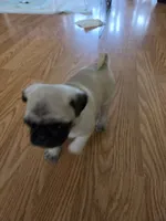 Freddy, a male Pug for sale in Creston, IA – 2 of 4