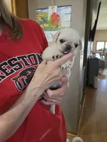 Peanut, a female Pug for sale in Creston, IA – 2 of 4