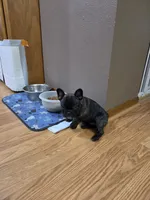 Bella, a female French Bulldog for sale in Creston, IA – 3 of 4
