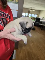 Ed, a male Pug for sale in Creston, IA – 2 of 3