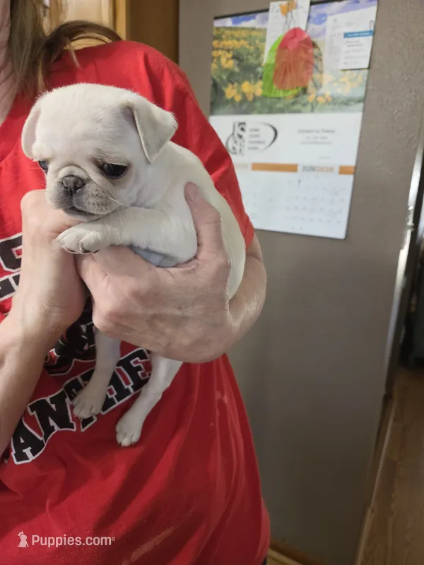 Peanut – Pug puppy for sale in Creston, IA
