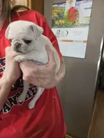 Peanut, a female Pug for sale in Creston, IA – 1 of 4