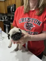 Freddy, a male Pug for sale in Creston, IA – 3 of 4