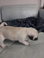 Freddy, a male Pug for sale in Creston, IA – 4 of 4