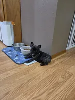 Bella, a female French Bulldog for sale in Creston, IA – 4 of 4