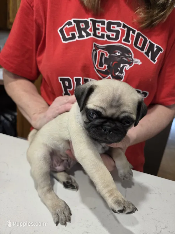 Freddie  – Pug puppy for sale in Creston, IA