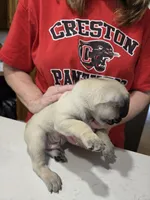 Freddie , a male Pug for sale in Creston, IA – 3 of 4