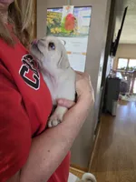 Peanut, a female Pug for sale in Creston, IA – 4 of 4