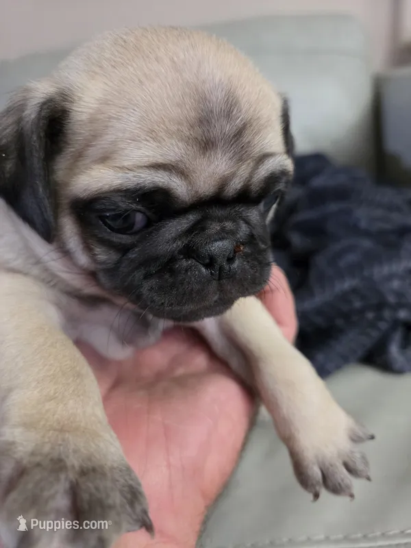 Freddy – Pug puppy for sale in Creston, IA