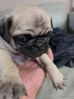 Freddy, a male Pug for sale in Creston, IA – 1 of 4