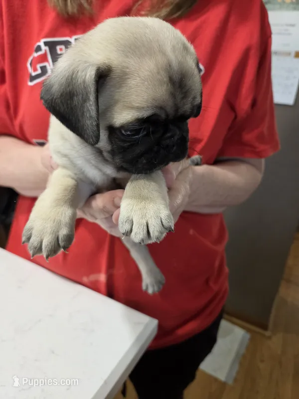Ed – Pug puppy for sale in Creston, IA