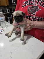 Freddie , a male Pug for sale in Creston, IA – 2 of 4