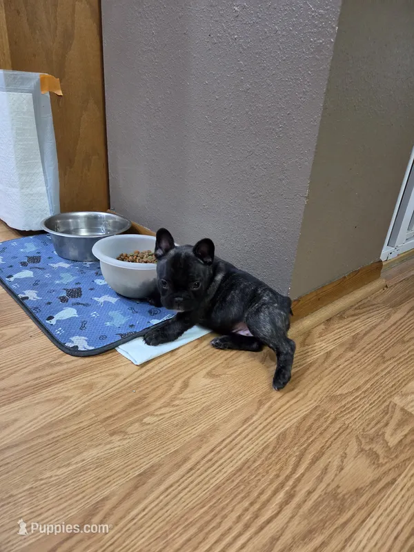 Bella – French Bulldog puppy for sale in Creston, IA
