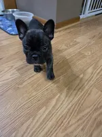 Bella, a female French Bulldog for sale in Creston, IA – 2 of 4