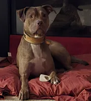 Waffles, a female American Pit Bull Terrier for sale in Troutman, NC – 2 of 2