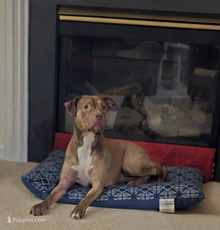 Waffles – American Pit Bull Terrier puppy for sale in Troutman, NC